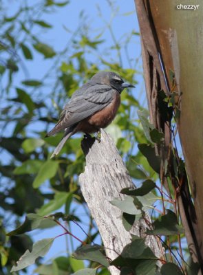 0111-woodswallow.jpg