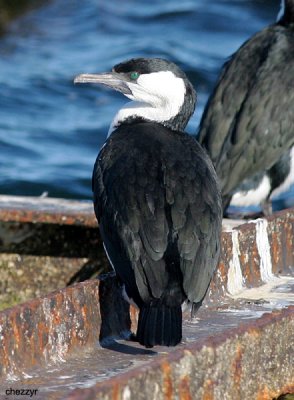 1281-cormorant.jpg