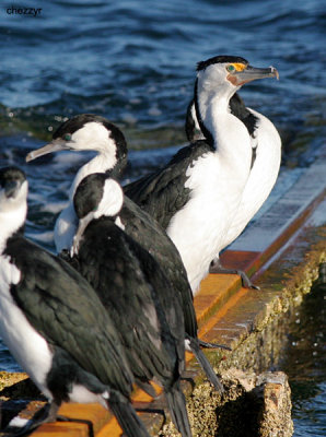 g3/24/475724/3/120102261.qYMz1i1B.jpg