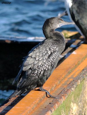 1295-cormorant.jpg
