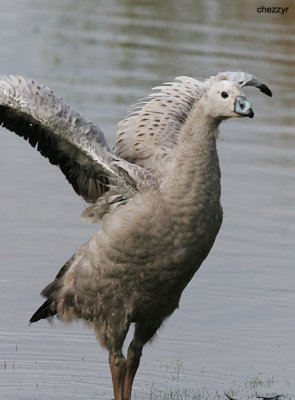 Cape Barren Goose