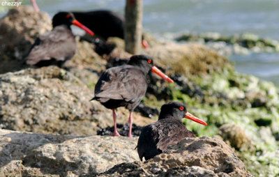 1359-sooty-oystercatchers.jpg