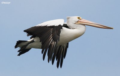 0678-pelican.jpg