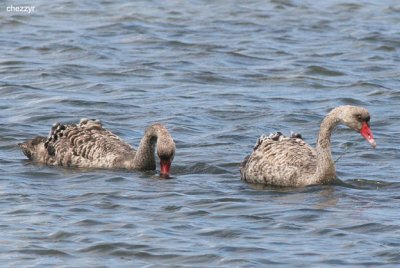 0681-swans.jpg