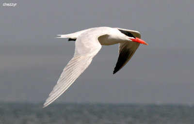 0760-tern.jpg