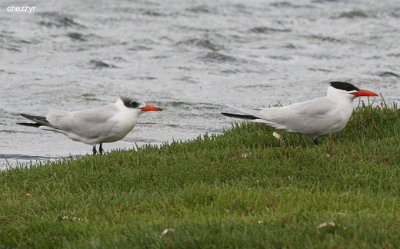 0771-terns.jpg