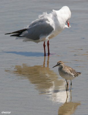 1436-silver gull- sharp tailed sandpiper.jpg