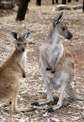 0080-roos.jpg