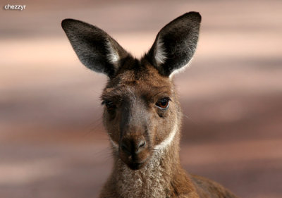 0349-roo.jpg