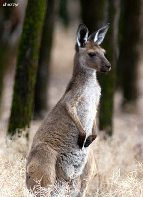 0393-roo.jpg