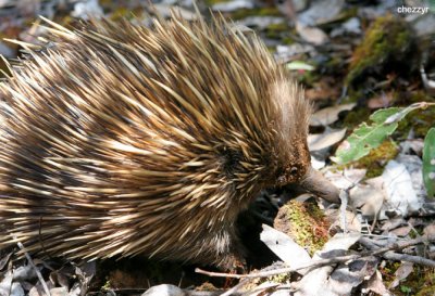 0121- KI echidna.jpg