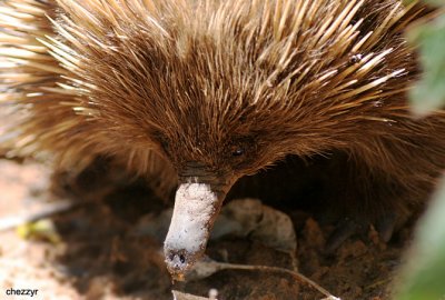 1214- KI echidna.jpg