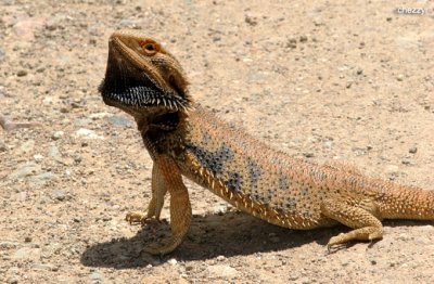 0460-beardie.jpg