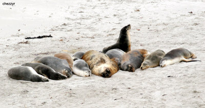 0835-sealions.jpg