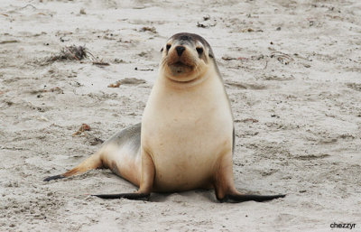 0871-sealion.jpg