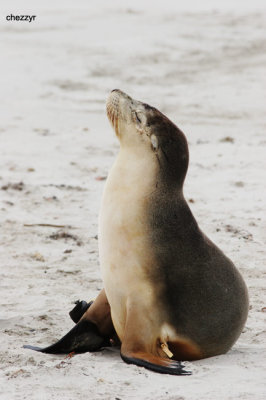 0876-sealion.jpg