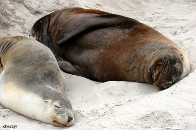 0934-sealions.jpg