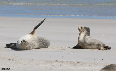 1270-sealions.jpg