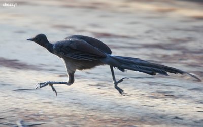 0029-lyrebird.jpg