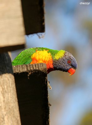 1524-rainbowlori.jpg