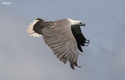 1640-eagle.jpg