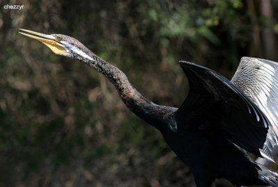 1684-darter.jpg