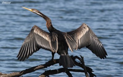 1724-darter.jpg