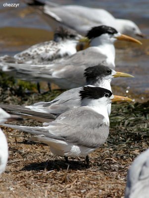 1786-crtern.jpg