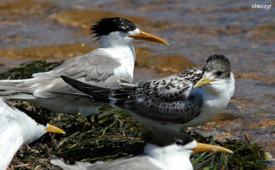 1801-crtern.jpg