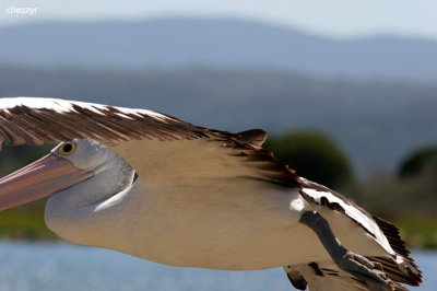 1812-pelican.jpg