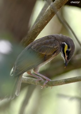 1842-honeyeater.jpg