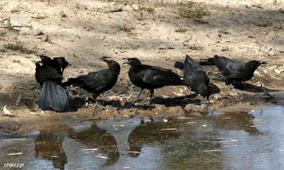 1897-choughs.jpg