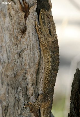 1930-beardeddragon.jpg