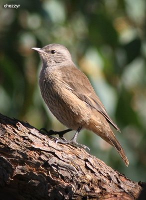 2021-treecreeper.jpg