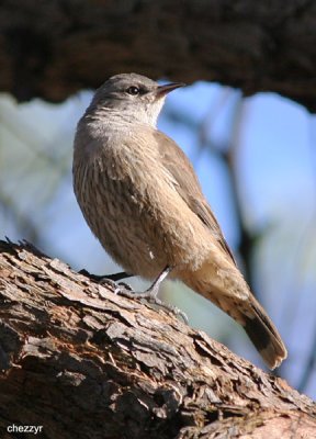2024-treecreeper.jpg
