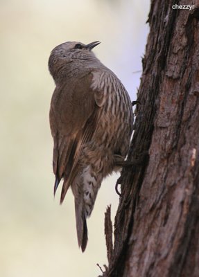 2027-treecreeper.jpg