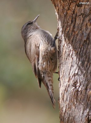 2090-treecreeper.jpg