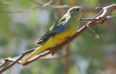 2091-parrot.jpg