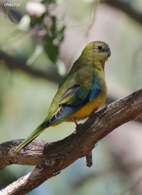 2113-parrot.jpg