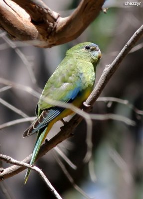 2118-parrot.jpg