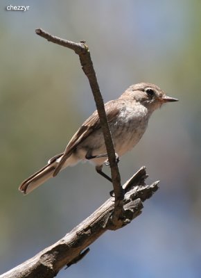 2130- red capped robin