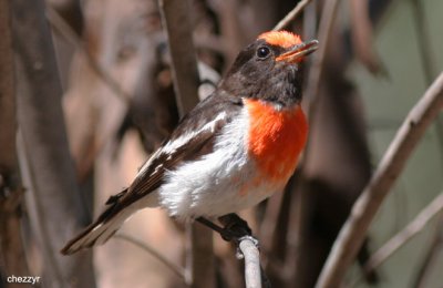 2176-redcap.jpg