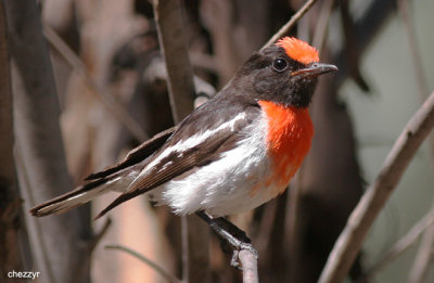 2178-redcap.jpg