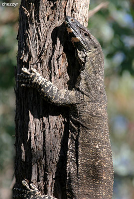 2216-goanna.jpg