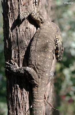 2224-goanna.jpg