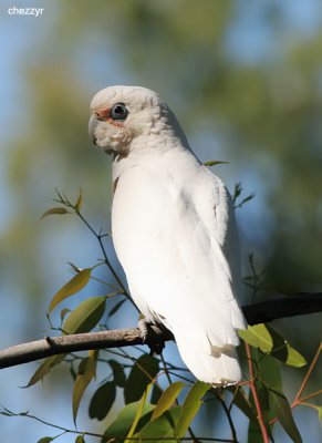 2314-corella.jpg