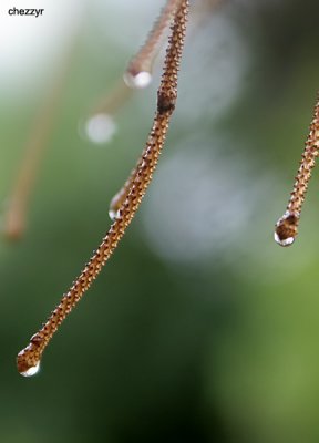 0087-drip-drop.jpg