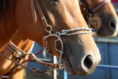 2796-rodeo-horse.jpg