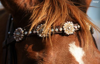 2799-rodeo-horse.jpg