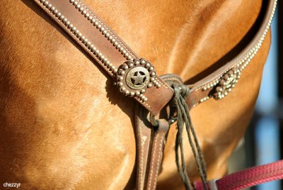 2816-rodeo-horse.jpg